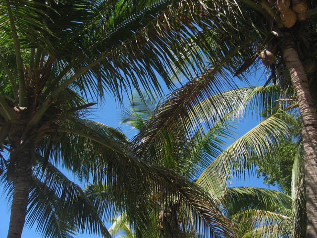 3-5-06 St. John Virgin Islands-Palm Trees